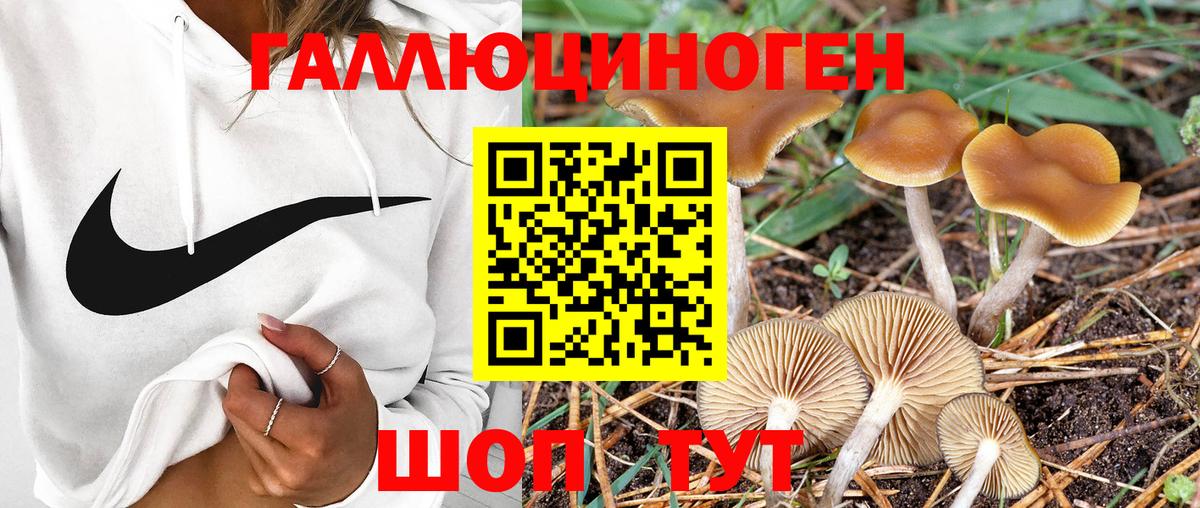 Псилоцибиновые грибы MAGIC MUSHROOMS  Псилоцибиновые грибы Cubensis  Вход с VPN  цена наркотик  Кизляр 